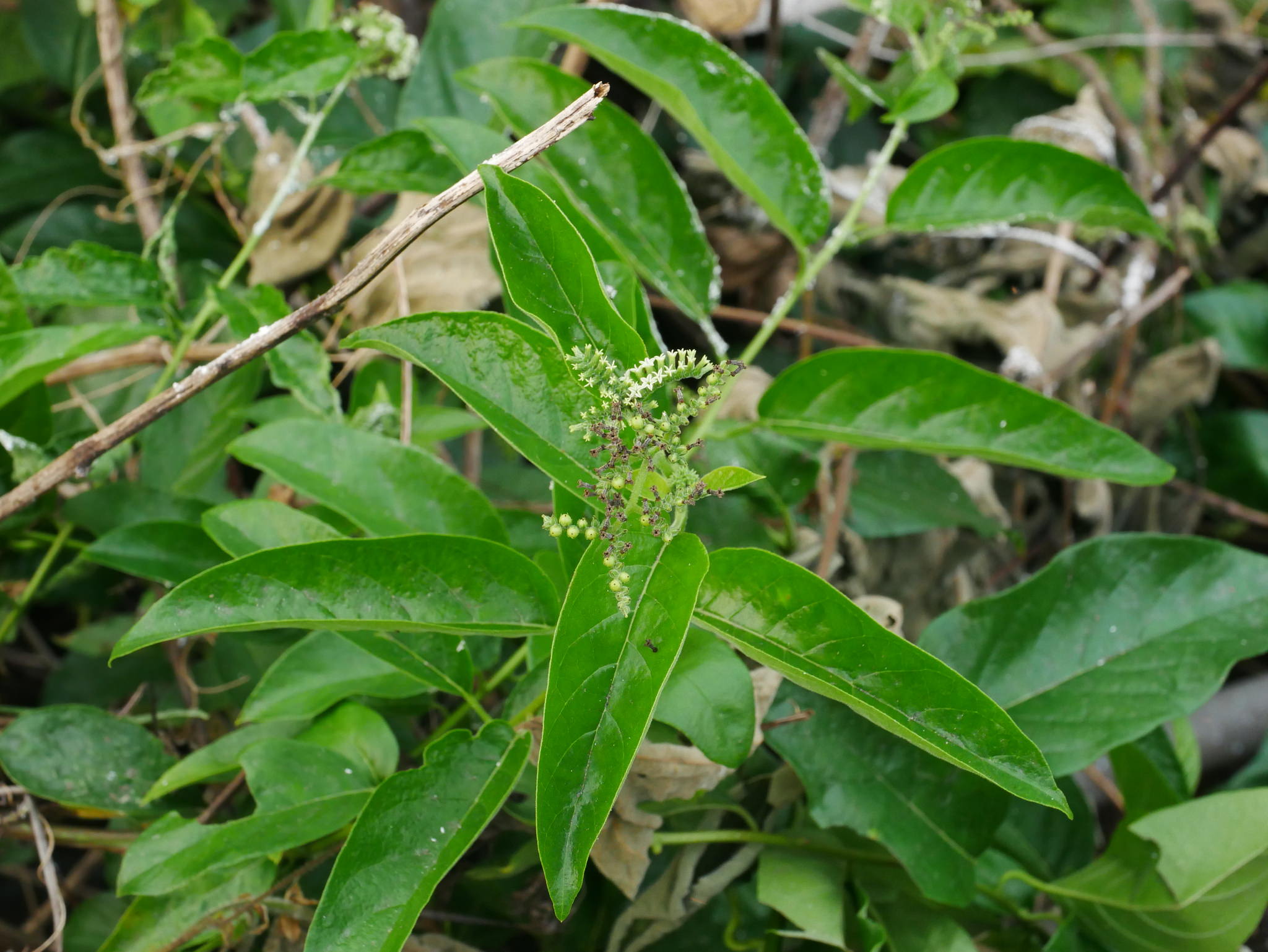 Heliotropium sp.